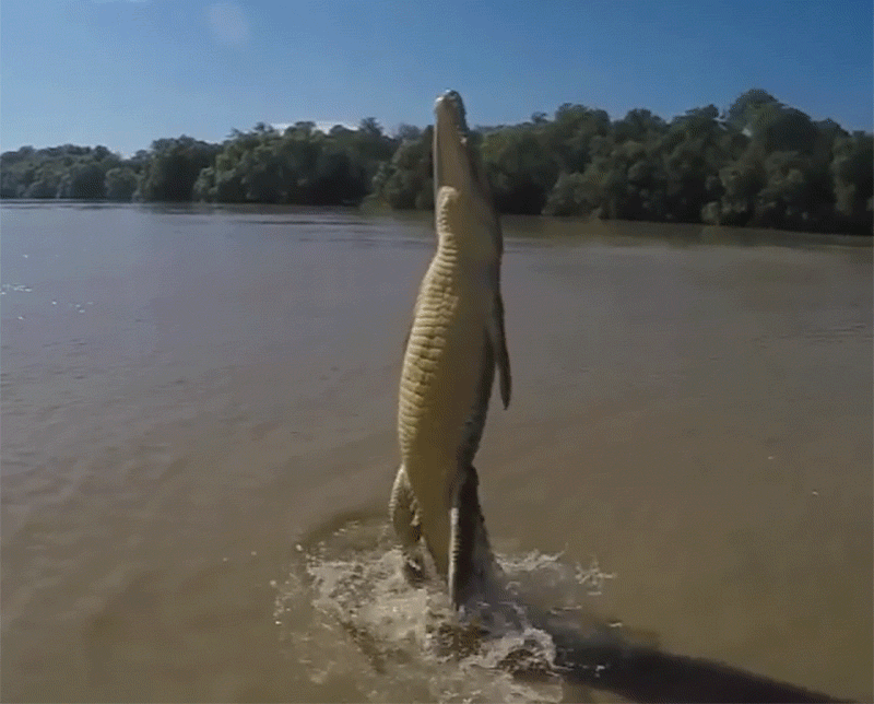 The Saltwater Crocodile is Earth's largest living crocodilian.