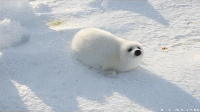 Harp Seal puppies have a distinctive white fur