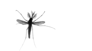 Mosquitoes are so deadly, because they carry different pathogens. 