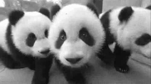 Baby Pandas have that distinctive pattern that everyone associates them with.
